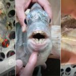 “Sorriso molhado“: peixe com “dente humano“ viraliza após ser pescado