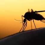 Alerta de novo surto de dengue no Brasil e outros