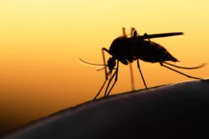 Alerta de novo surto de dengue no Brasil e outros