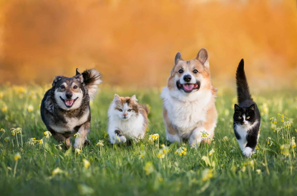 Animais de diferentes espécies podem conversar entre si?