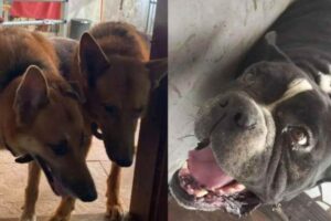 Casal de tutores gasta R$10 mil para transportar seus cachorros