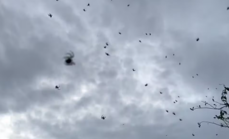 Chuva de aranhas? Fenômeno visto em Minas já aconteceu antes