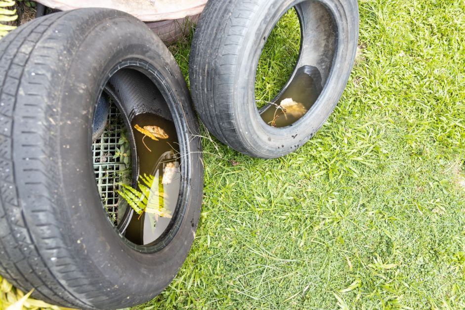 Com mais de 100 mortes por dengue, governo de SP