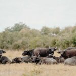 Como búfalos viraram um grande problema na Amazônia?