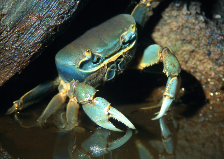 Conheça a espécie invasora que está dominando os oceanos