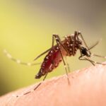 Dengue: casos caem 60% no Brasil nas primeiras semanas do