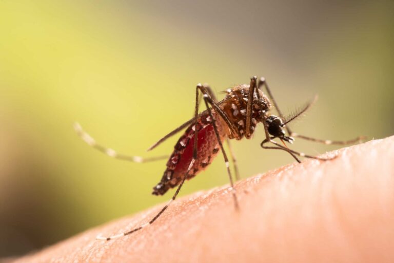 Dengue: casos caem 60% no Brasil nas primeiras semanas do