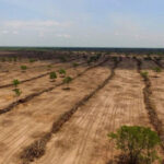 Desmatamento no Cerrado caiu 33%; Maranhão possui maior número de