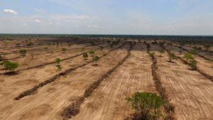 Desmatamento no Cerrado caiu 33%; Maranhão possui maior número de