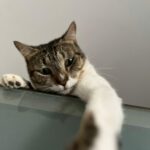 Dia do Gato: O felino que há milhares de anos