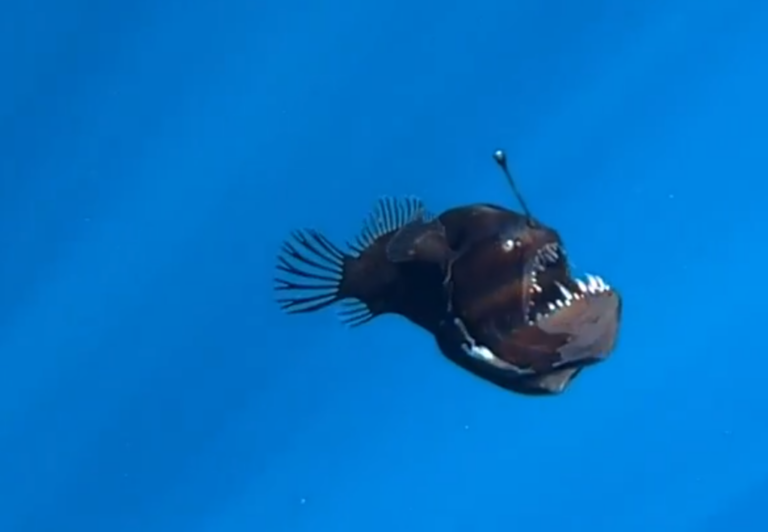 “Diabo negro”: peixe das profundezas é visto na superfície pela