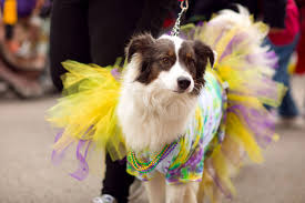 Folia com pets: como curtir o Carnaval sem estresse com