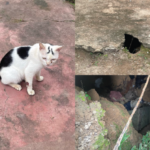 Homem mata seis gatos para fazer rituais e é preso