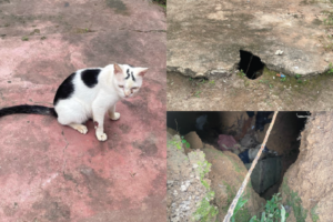 Homem mata seis gatos para fazer rituais e é preso