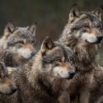 Lobos podem ajudar a combater mudanças climáticas na Escócia; entenda