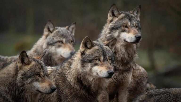 Lobos podem ajudar a combater mudanças climáticas na Escócia; entenda