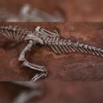 Nova espécie de dinossauro é descoberta na China