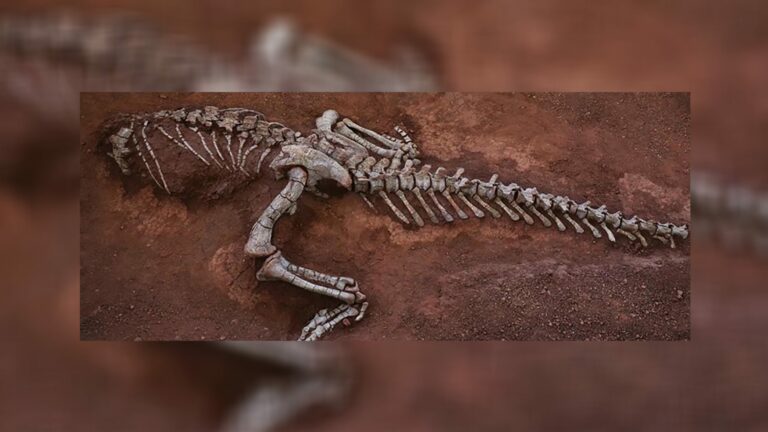 Nova espécie de dinossauro é descoberta na China