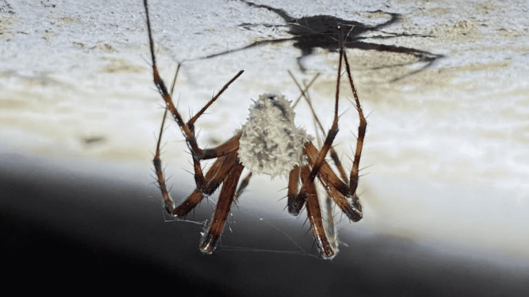 Novo fungo desconhecido transforma aranhas em “zumbis”