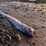 “Peixe do fim do mundo” surge na costa do México;