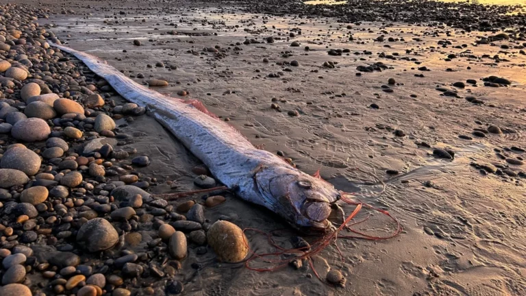 “Peixe do fim do mundo” surge na costa do México;