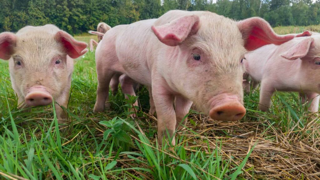 Pesquisadores querem ensinar IA a reconhecer emoções animais