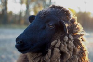 Por que alguns animais têm pupilas retangulares nos olhos?