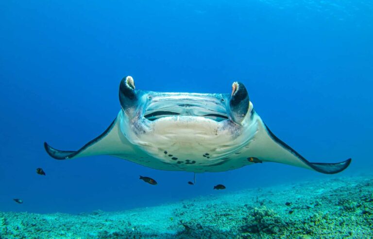 Qual espécie de peixe é a mais inteligente?