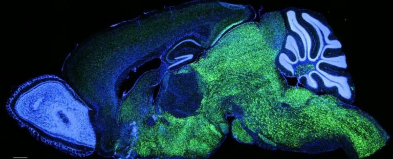 Ratos podem falar? Cientistas testam gene “humano” em roedores