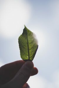 Últimos dias para projetos sustentáveis no Maranhão concorrerem a apoio