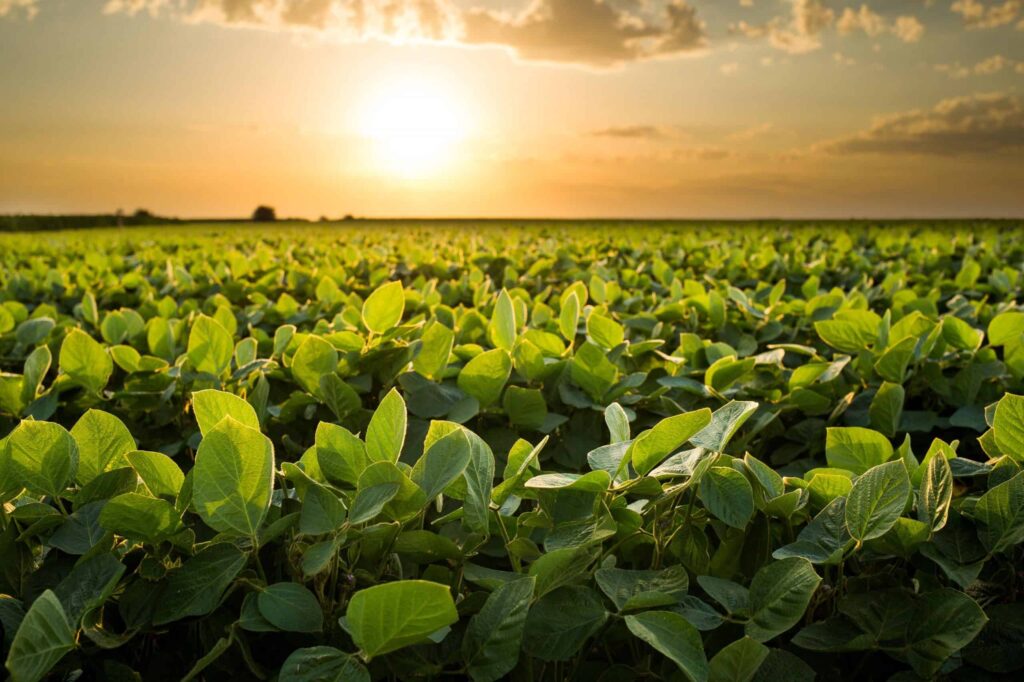 Agricultores dos EUA estão usando xixi em suas plantações; saiba