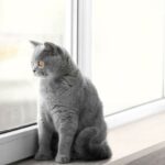 Aprovado projeto de lei que permite animais de pequeno porte
