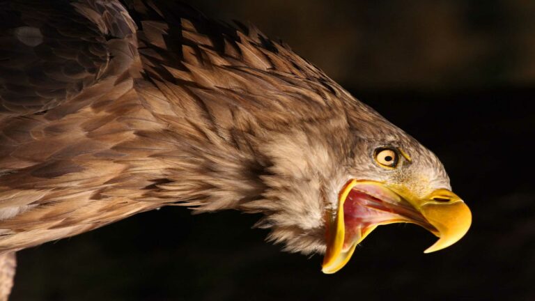 Bons de briga: confira o top 10 das aves mais
