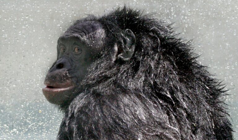 Chimpanzé ‘gênio’ que entendia inglês e jogava Minecraft morre aos
