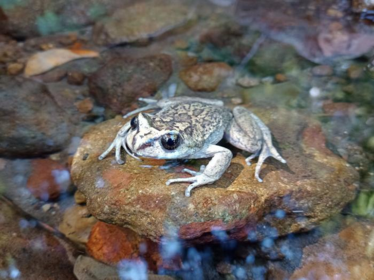 Espécie rara de sapo é avistada pela primeira vez em