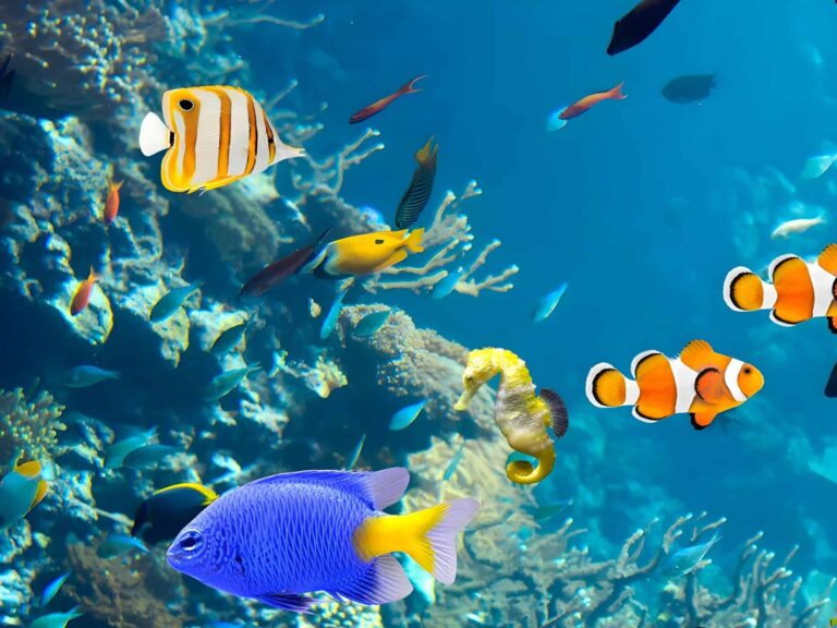 IA consegue detectar a ‘voz’ dos peixes em tempo real