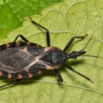 Pesquisa sobre doença de Chagas é retomada após liberação de