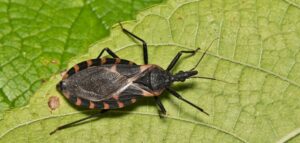 Pesquisa sobre doença de Chagas é retomada após liberação de