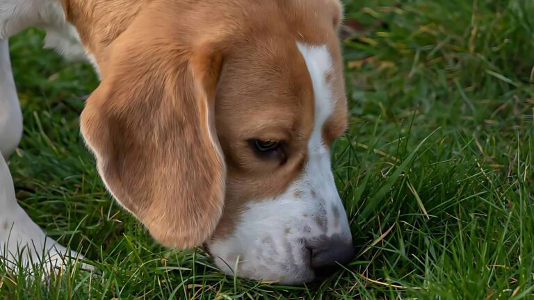 Por que os animais comem seu próprio cocô e o