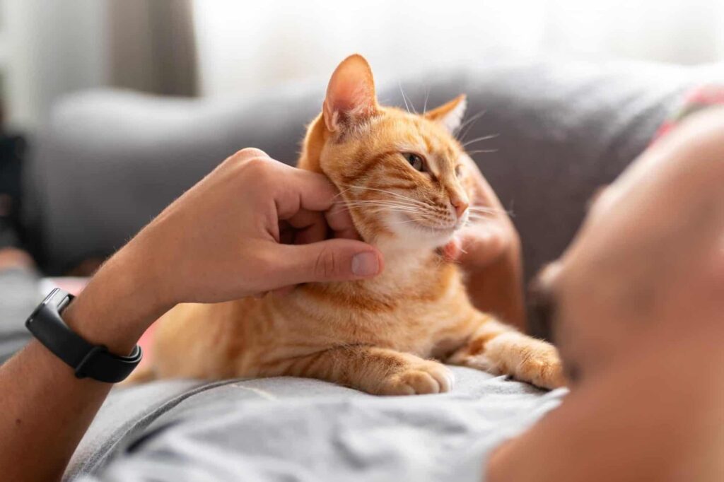 Por que os gatos são considerados um mistério para a