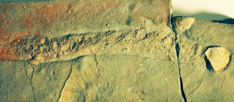 Primeiro organismo gigante já dominou a Terra e confunde cientistas