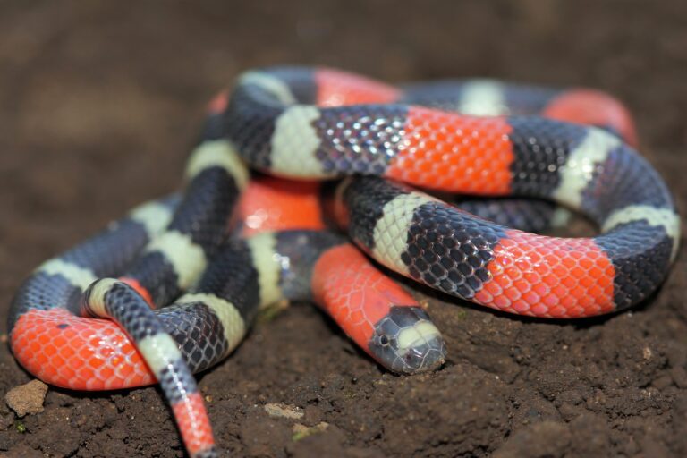 Serpentes mais peçonhentas do Brasil: quais são e como identificá-las