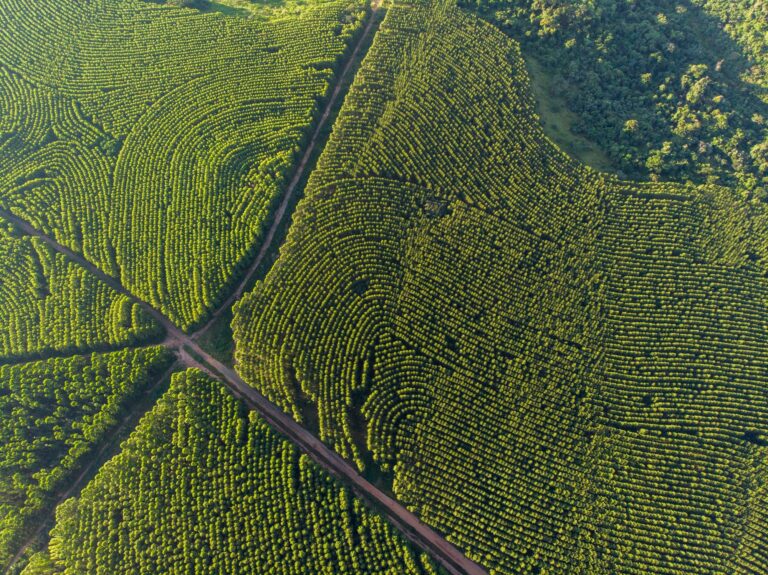 Apple investe em eucalipto no Brasil para atingir meta climática