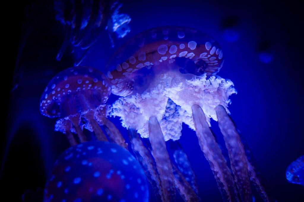 Bioluminescência: como e por que há animais que brilham?