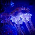 Bioluminescência: como e por que há animais que brilham?