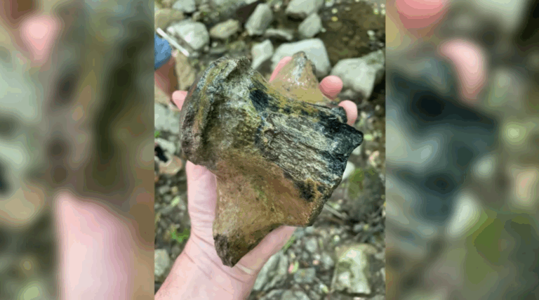 Cientistas encontram vértebra de “dragão marinho” de nove metros