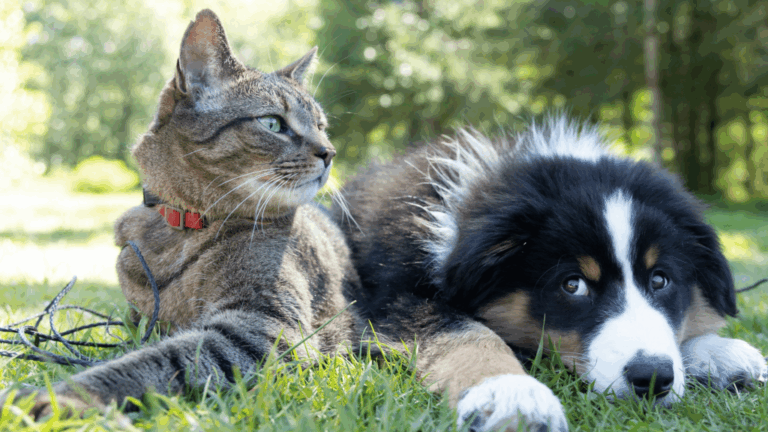 Como emitir o RG para cães e gatos pelo sistema