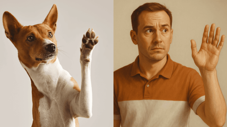 Como transformar seu gato ou cachorro em humano com o