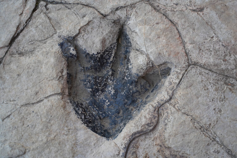 Dinossauro misterioso de 150 milhões de anos é encontrado