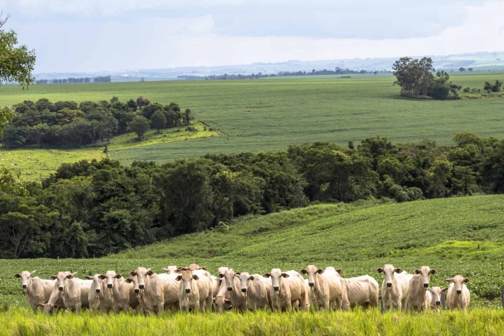 Emissões da produção de carne no Brasil extrapolam limites internacionais